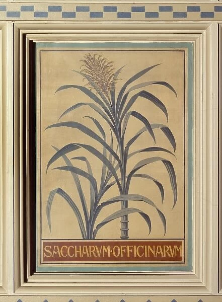 Saccharum officinarum, sugar cane