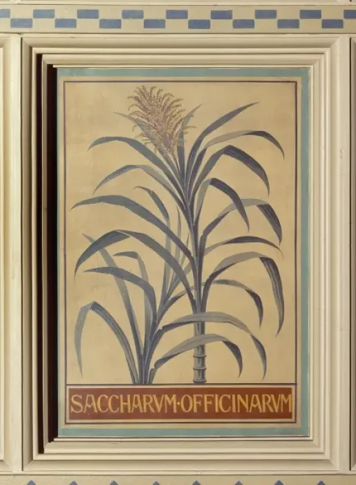 Framed Print : Saccharum officinarum, sugar cane Framed Print : Saccharum officinarum, sugar cane