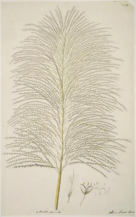 Framed Print : Saccharum officinarum, sugarcane Framed Print : Saccharum officinarum, sugarcane
