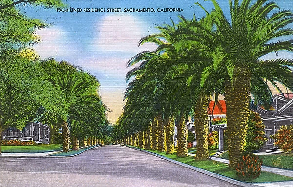 Sacramento, California, USA - Palm-lined residence street