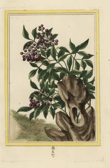 Framed Print : Sacred bamboo, Nandina domestica Framed Print : Sacred bamboo, Nandina domestica