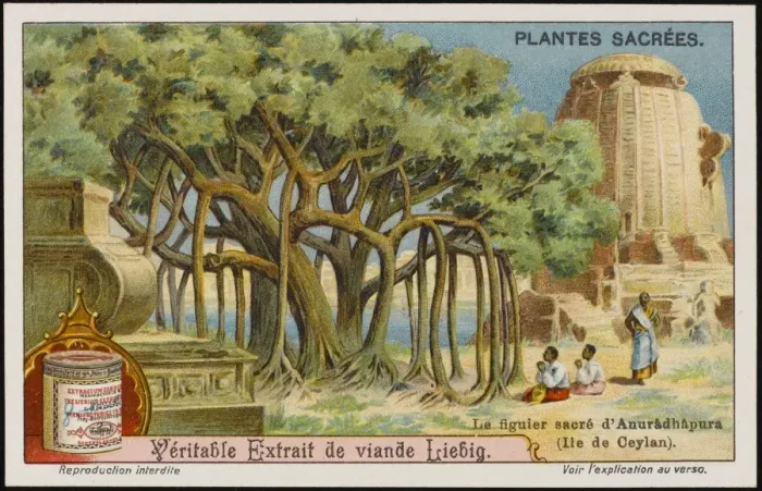 Framed Print : Sacred Banyan Framed Print : Sacred Banyan