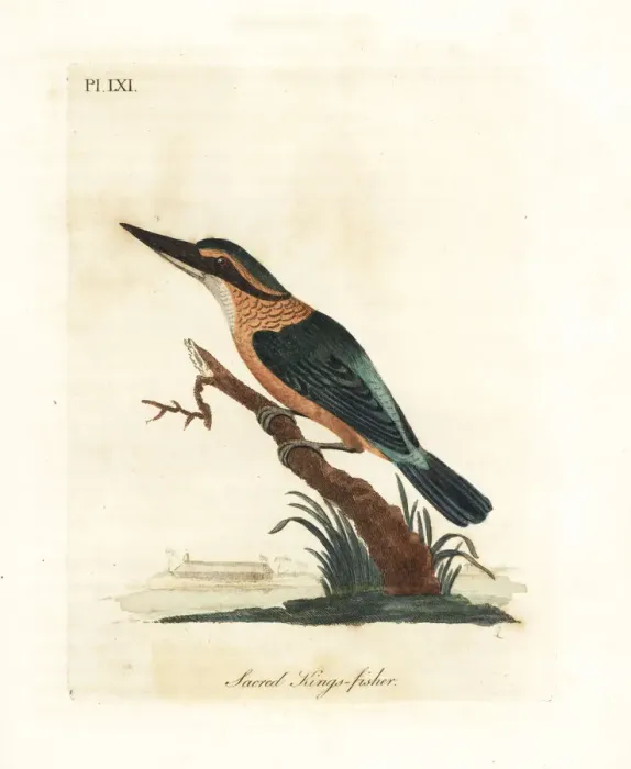 Framed Print : Sacred kingfisher, Todiramphus sanctus Framed Print : Sacred kingfisher, Todiramphus sanctus