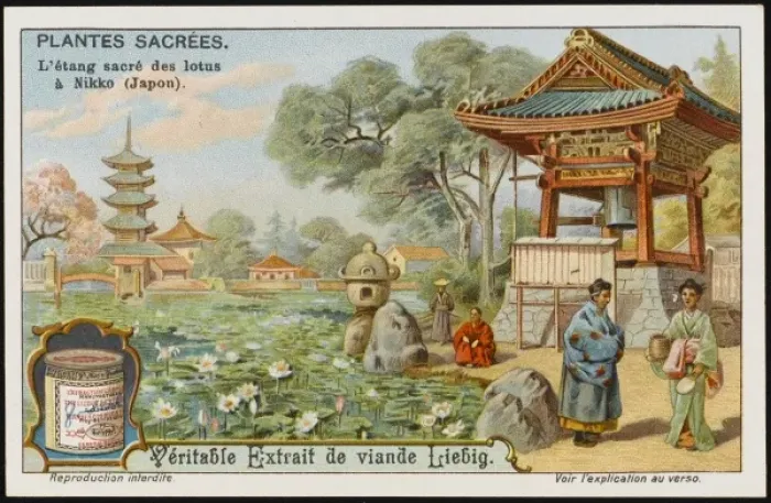 Framed Print : Sacred Lotus Framed Print : Sacred Lotus