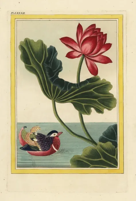 Framed Print : Sacred lotus, Nelumbo nucifera Framed Print : Sacred lotus, Nelumbo nucifera