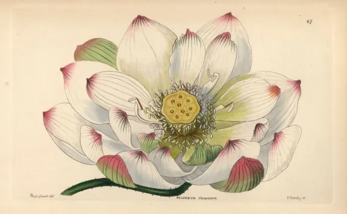 Framed Print : Sacred lotus, Nelumbo nucifera Framed Print : Sacred lotus, Nelumbo nucifera