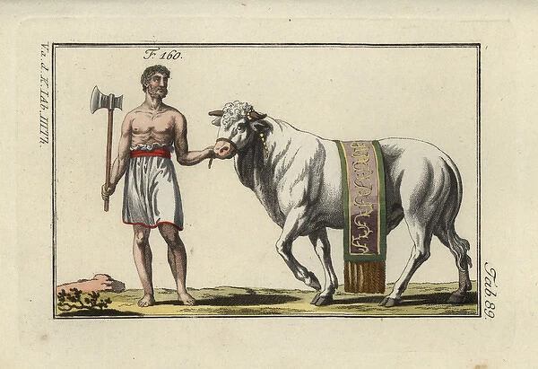 Sacrificial bull in decorative sash led by