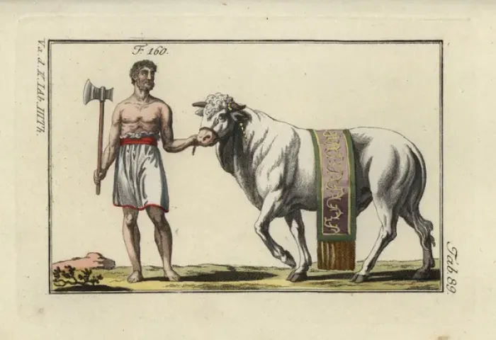Framed Print : Sacrificial bull in decorative sash led by Framed Print : Sacrificial bull in decorative sash led by
