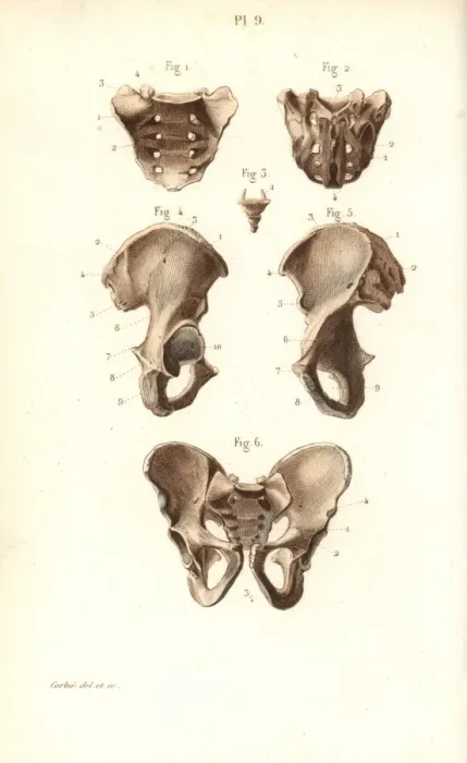 Framed Print : Sacrum, coccyx and pelvis bones Framed Print : Sacrum, coccyx and pelvis bones