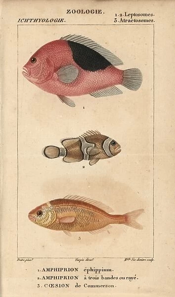 Saddle anemonefish, three-band anemonefish