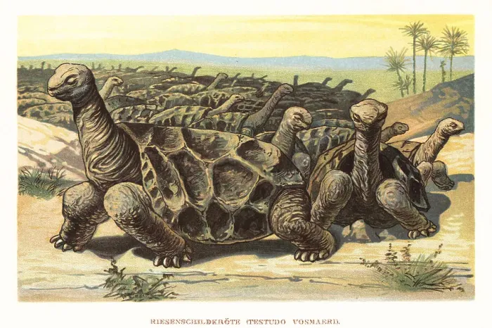 Framed Print : Saddle-backed Rodrigues giant tortoise, Cylindraspis vosmaeri Framed Print : Saddle-backed Rodrigues giant tortoise, Cylindraspis vosmaeri