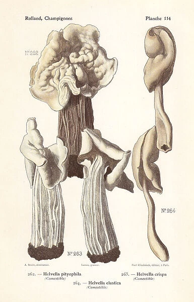 Saddle mushrooms