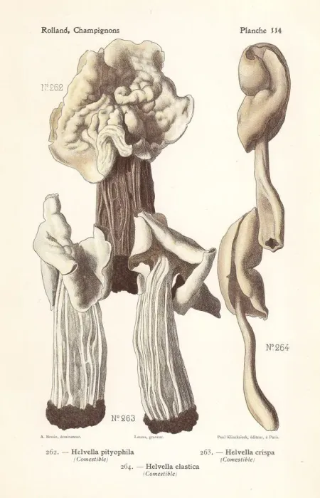 Framed Print : Saddle mushrooms