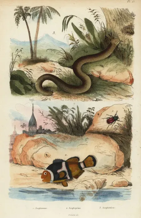 Framed Print : Saddleback clownfish and white worm lizard Framed Print : Saddleback clownfish and white worm lizard