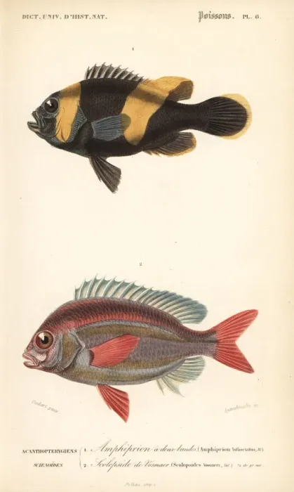 Framed Print : Saddleback clownfish and whitecheek monocle bream Framed Print : Saddleback clownfish and whitecheek monocle bream