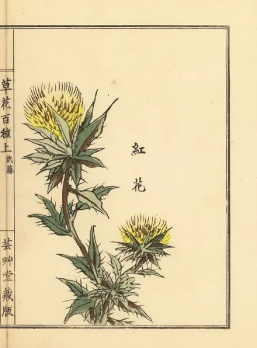 Framed Print : Safflower, Carthamus tinctorius Framed Print : Safflower, Carthamus tinctorius