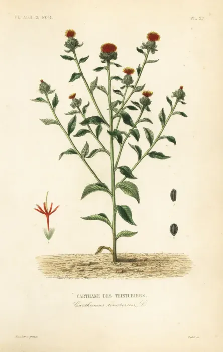 Framed Print : Safflower, Carthamus tinctorius Framed Print : Safflower, Carthamus tinctorius
