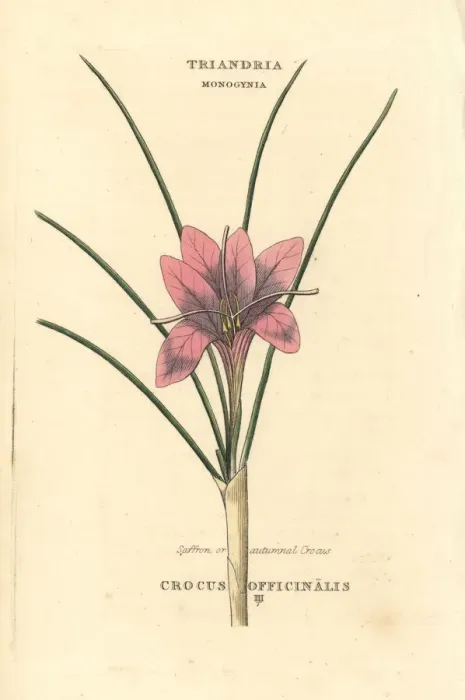 Framed Print : Saffron or autumnal crocus, Crocus officinalis Framed Print : Saffron or autumnal crocus, Crocus officinalis
