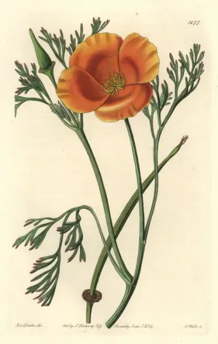 Framed Print : Saffron-coloured eschscholtzia, Eschscholtzia crocea Framed Print : Saffron-coloured eschscholtzia, Eschscholtzia crocea