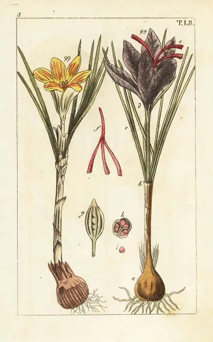 Framed Print : Saffron crocus, Crocus sativus Framed Print : Saffron crocus, Crocus sativus
