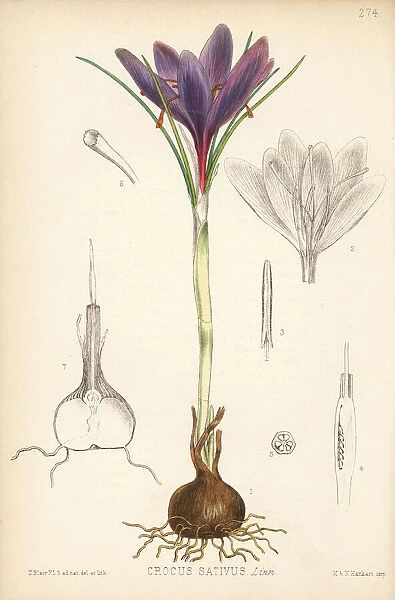 Saffron, Crocus sativus