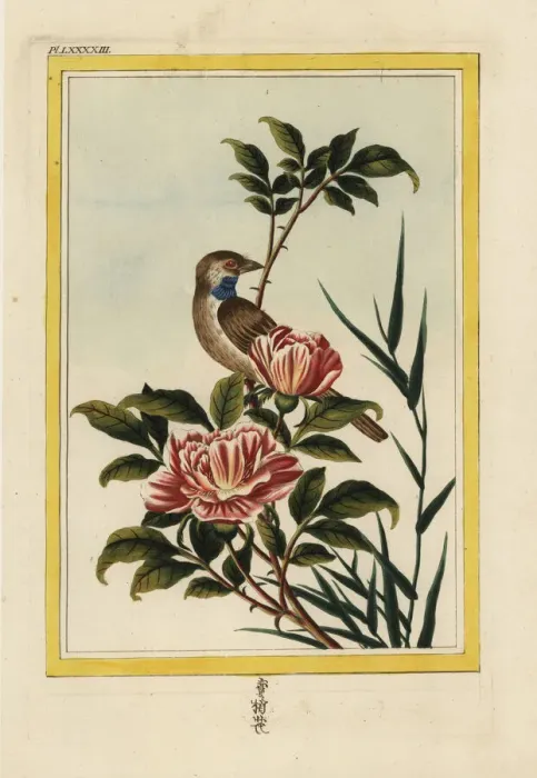 Framed Print : Saffron-flowered rose, Rosa species Framed Print : Saffron-flowered rose, Rosa species