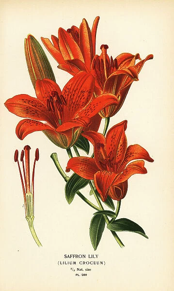 Saffron lily, Lilium bulbiferum