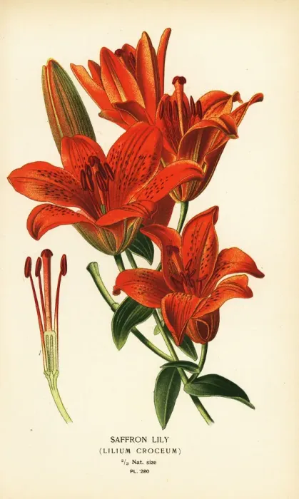 Framed Print : Saffron lily, Lilium bulbiferum Framed Print : Saffron lily, Lilium bulbiferum