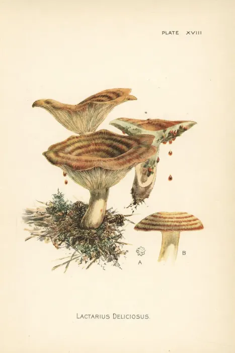 Framed Print : Saffron milk cap, Lactarius deliciosus Framed Print : Saffron milk cap, Lactarius deliciosus