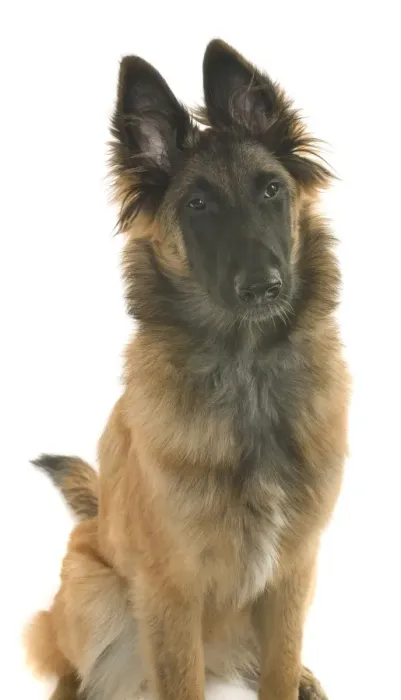 Framed Print : Saffy a Belgian shepherd Framed Print : Saffy a Belgian shepherd