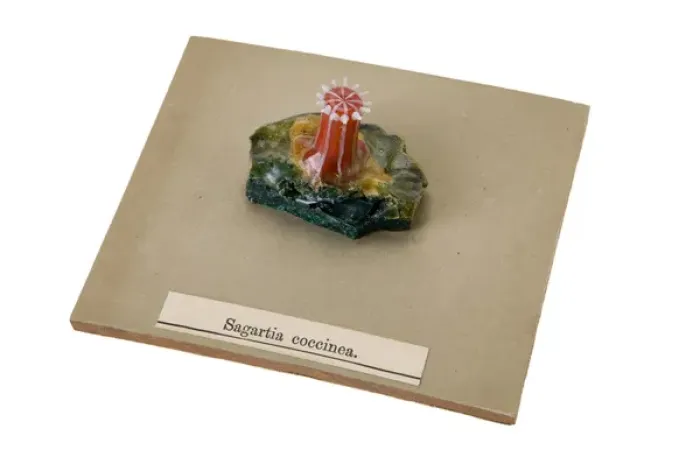 Framed Print : Sagartia coccinea, sea anemone Framed Print : Sagartia coccinea, sea anemone