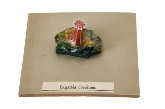 Framed Print : Sagartia coccinea, sea anemone Framed Print : Sagartia coccinea, sea anemone