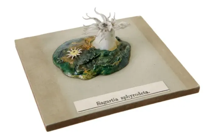 Framed Print : Sagartia sphyrodeta, sea anemone Framed Print : Sagartia sphyrodeta, sea anemone