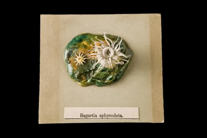Framed Print : Sagartia sphyrodeta, sea anemone Framed Print : Sagartia sphyrodeta, sea anemone