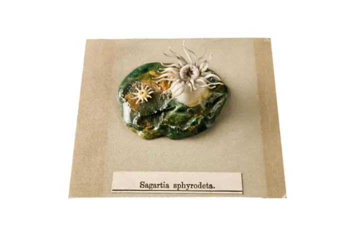 Framed Print : Sagartia sphyrodeta, sea anemone Framed Print : Sagartia sphyrodeta, sea anemone