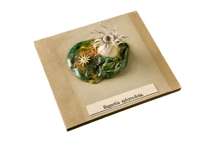 Framed Print : Sagartia sphyrodeta, sea anemone Framed Print : Sagartia sphyrodeta, sea anemone