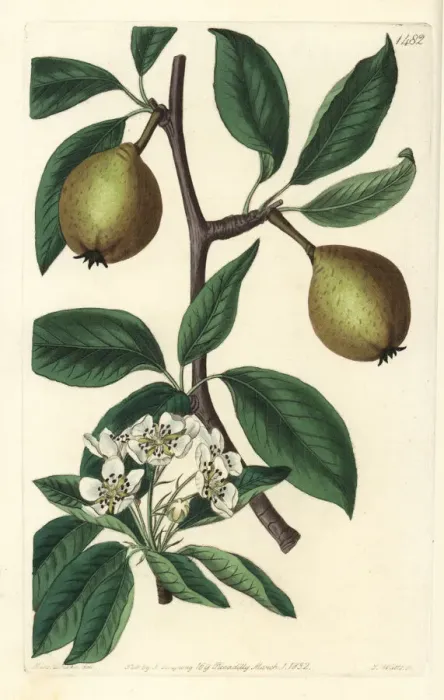 Framed Print : Sage-leaved pear, Pyrus x salviifolia Framed Print : Sage-leaved pear, Pyrus x salviifolia