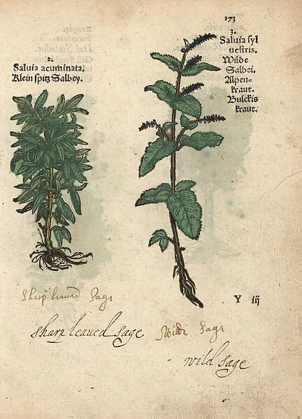 Sage, Salvia acuminata, and wood sage, Salvia sylvestris