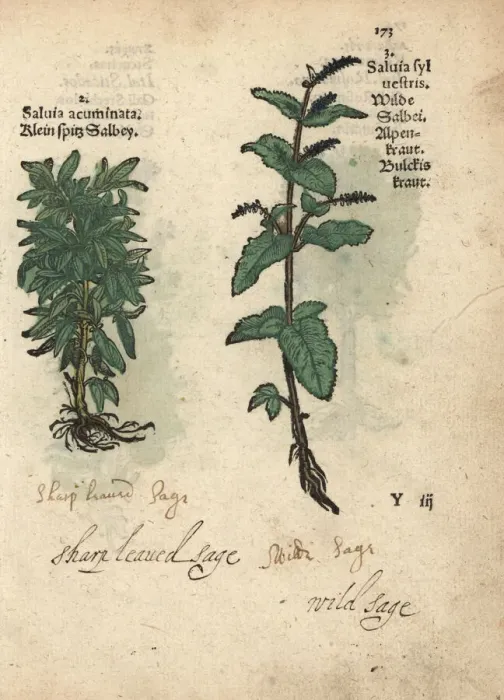 Framed Print : Sage, Salvia acuminata, and wood sage, Salvia sylvestris Framed Print : Sage, Salvia acuminata, and wood sage, Salvia sylvestris