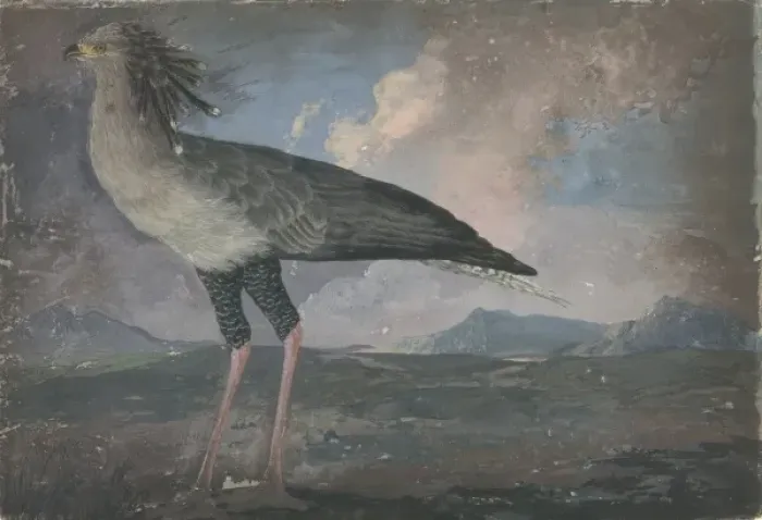Framed Print : Sagittarius serpentarius, secretary bird Framed Print : Sagittarius serpentarius, secretary bird