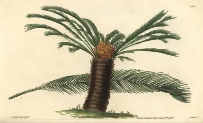Framed Print : Sago cycas or narrow-leaved cycas, Cycas revoluta Framed Print : Sago cycas or narrow-leaved cycas, Cycas revoluta