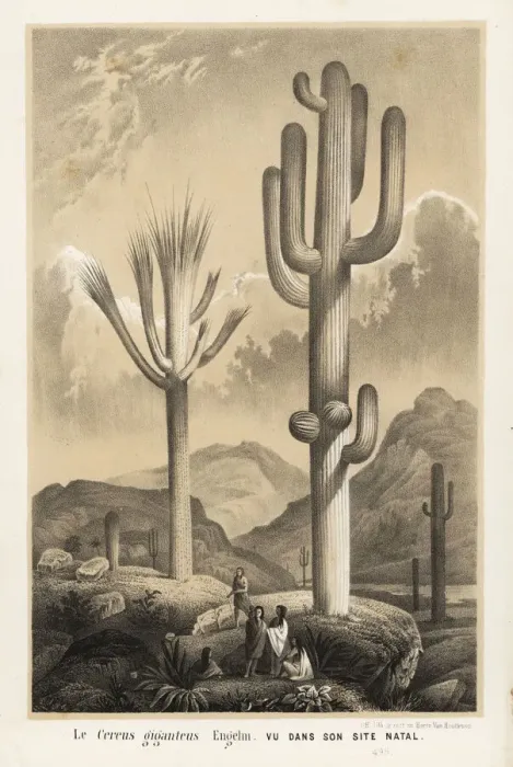 Framed Print : Saguaro cactus, Carnegiea gigantea Framed Print : Saguaro cactus, Carnegiea gigantea