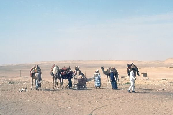 Sahaha Desert  /  Camels
