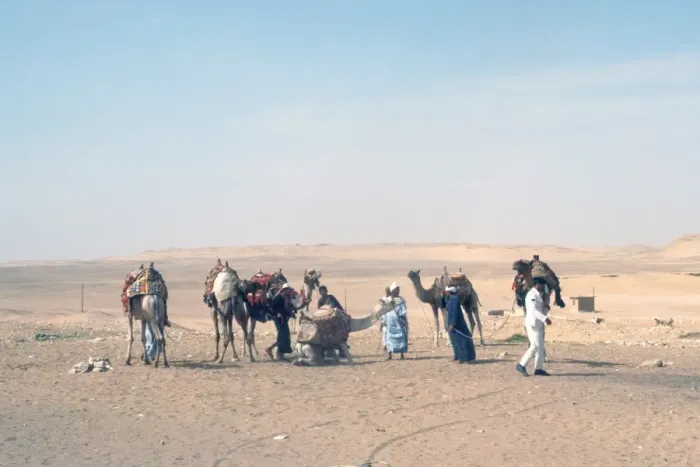 Framed Print : Sahaha Desert / Camels Framed Print : Sahaha Desert / Camels