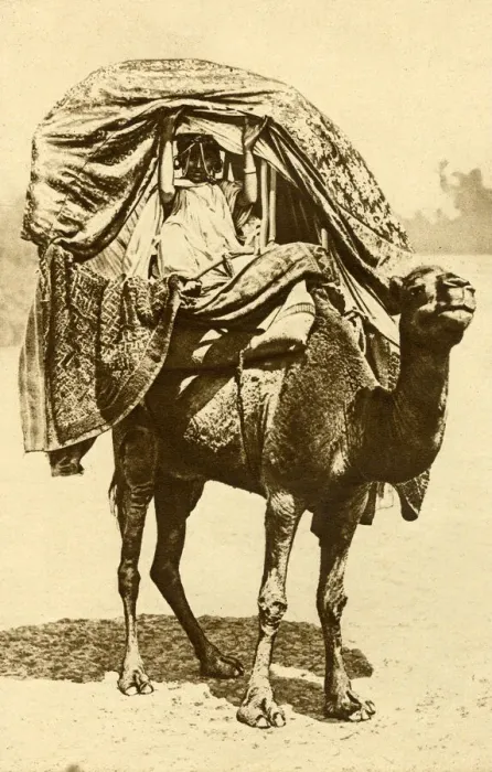 Framed Print : Saharan woman on a camel, Algeria, North Africa Framed Print : Saharan woman on a camel, Algeria, North Africa