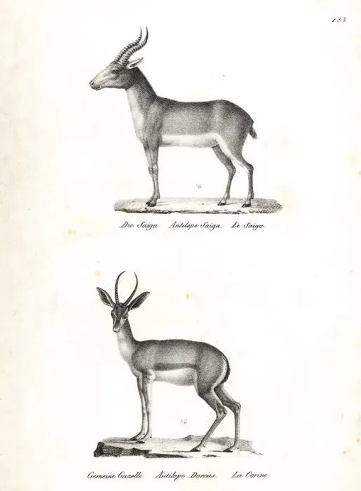 Framed Print : Saiga antelope (critically endangered) and Dorcas gazelle Framed Print : Saiga antelope (critically endangered) and Dorcas gazelle