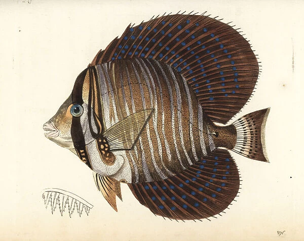 Sailfin surgeonfish or sailfin tang, Zebrasoma velifer