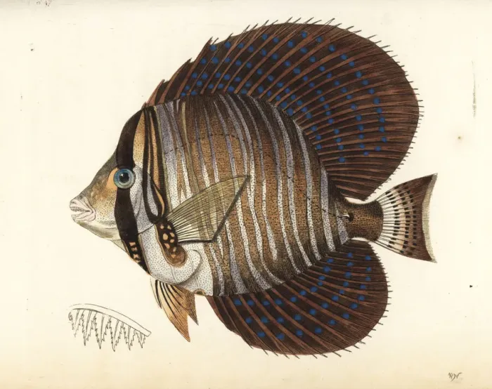 Framed Print : Sailfin surgeonfish or sailfin tang, Zebrasoma velifer Framed Print : Sailfin surgeonfish or sailfin tang, Zebrasoma velifer