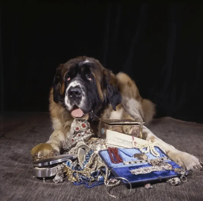 Framed Print : Saint Bernard dog with a pile of jewellery Framed Print : Saint Bernard dog with a pile of jewellery