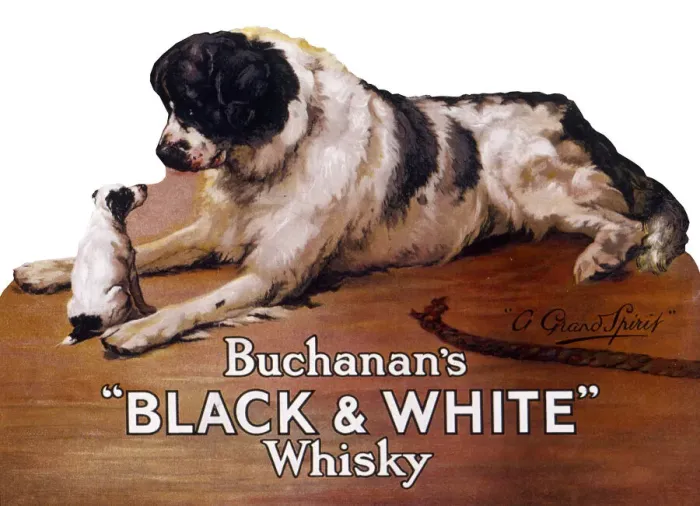 Framed Print : Saint Bernard dog with puppy, Buchanans Whisky Framed Print : Saint Bernard dog with puppy, Buchanans Whisky